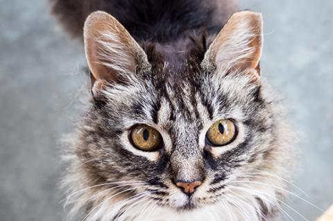 Older feline with cat dementia who is receiving care and treatment