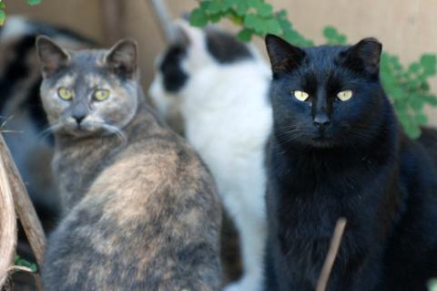 Multiple community cats including a dilute calico and black cat