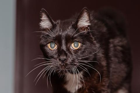 Diabetic black and white senior cat