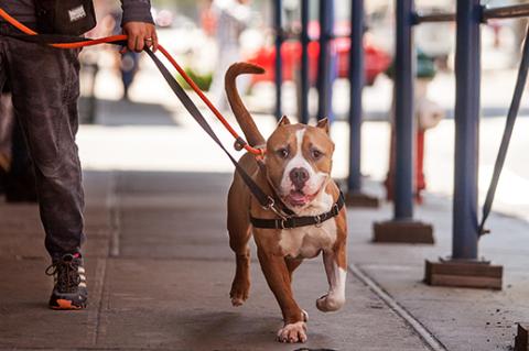 a dog in public being walked on leash on a sidewalk