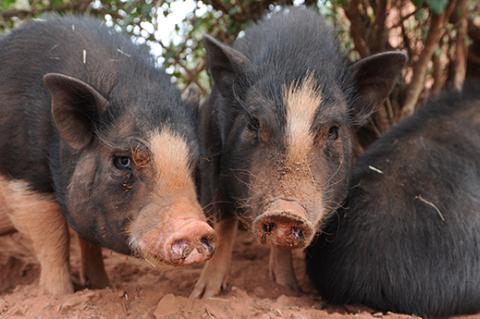 two pet potbellied pigs, who have received socialization and get along well, standing side by side in a friendly behavior