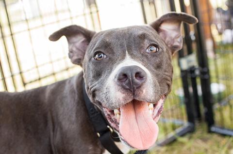 New fence keeps this grey pit bull dog from escaping from the backyard