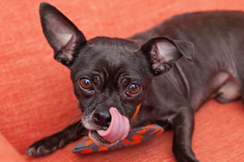 Black Chihuahua who has received help for pica disorder