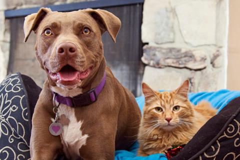 Brown pit bull and orange tabby cat sitting next to each other
