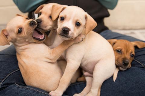 Litter of blond puppies on someone's lap, with one puppy who has his mouth open, who are at the puppy development stage of socializing with each other and with humans