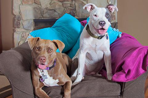 two pit bull terrier-type dogs sitting together in a chair