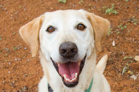 headshot of a smiling yellow Labrador retriever looking up