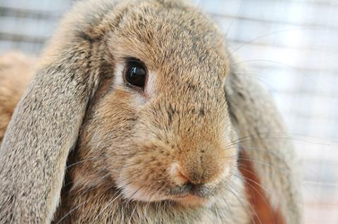 headshot of a brown bunny with lop ears