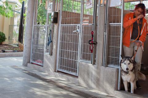 Dogs at the shelter are taught to wait while a door or gate is being opened. This skill makes them more adoptable.