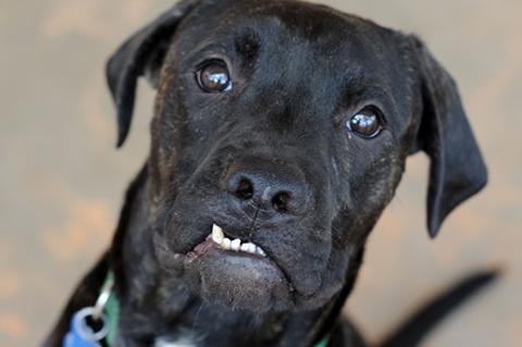 Black shelter dog with crooked teeth. He has received pet dental care and has clean teeth.