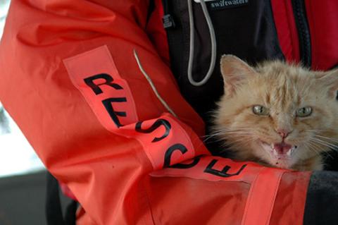Orange tabby cat in a person's arms being rescued in a natural disaster