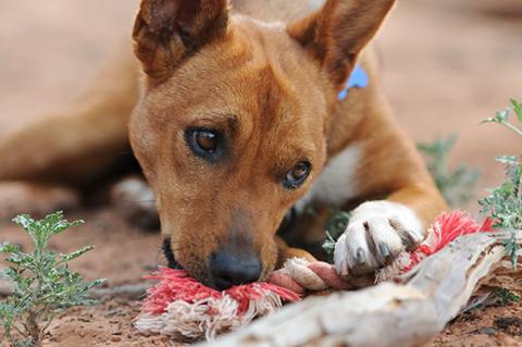 Dog chewing on rope. Providing chew toys can help solve some dog behavior problems like inappropriate chewing out of boredom.