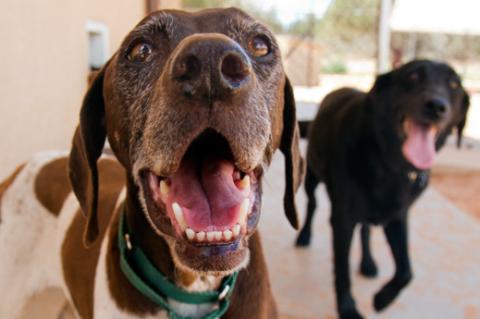 Rehoming a dog like these big, friendly canines can be a stressful and hard situation, but the suggestions in this resource can help.