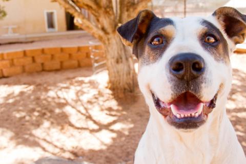 Organize a pet food drive to help animals in need, like this pitbull mix who is up for adoption.
