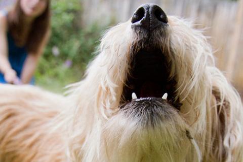 Small dog barking. It can be challenging to stop dog barking, but there are effective strategies.