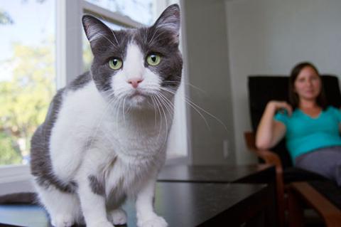 This gray-and-white cat is still scared of strangers, but he gets over his fear more quickly now.