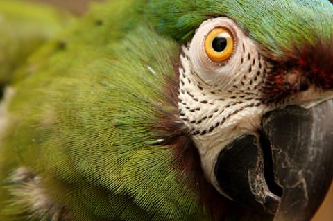 Green parrot who is healthy and happy. Bird health is an important part of overall wellness.