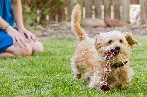 Neutered small dog running with rope toy