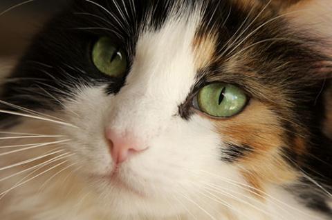 headshot of a longhair calico cat 