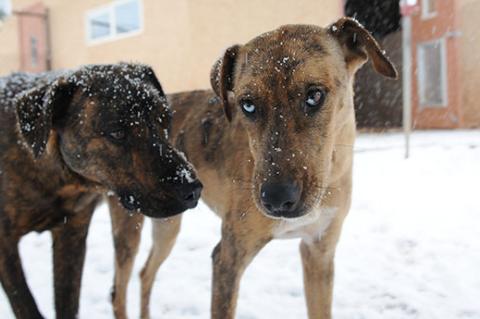 Two brindle dogs who have been successfully introduced to each other are standing side by side outdoors in snow.