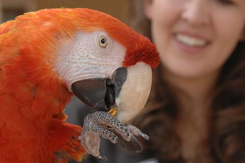 Volunteer with red parrot. Recruiting volunteers for nonprofits can be important for helping the animals.