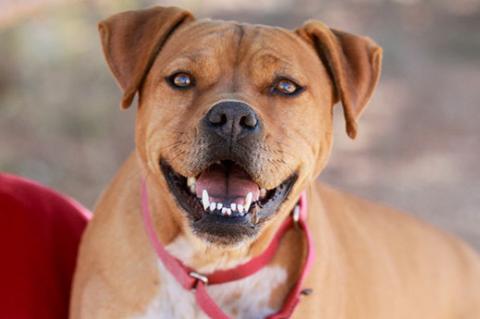 Pitbull mix who is part of a pitbull program to dispel myths about the breed