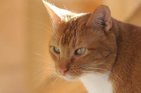 Outdoor orange tabby cat who was the victim of animal cruelty