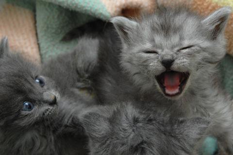 Gray kitten meowing loudly