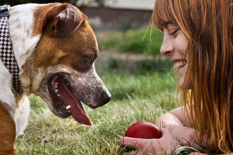 Woman teaching a dog basic dog training commands using treats