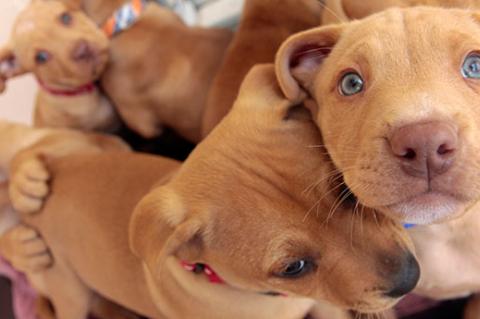 Use animal shelter fundraising strategies to help sweet pitbull puppies like these balls of love.