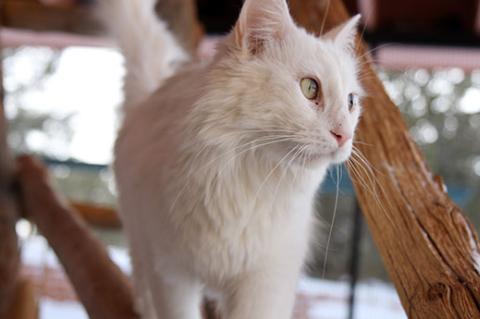 White cat enjoying time in an outdoor catio or cattery