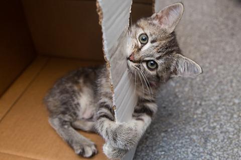 Tabby kitten playing in and chewing on a box, an easy DIY eco-friendly cat toy