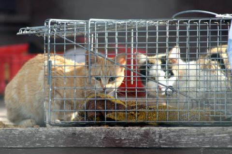 Two cats near cat trap being used for trap/neuter/return