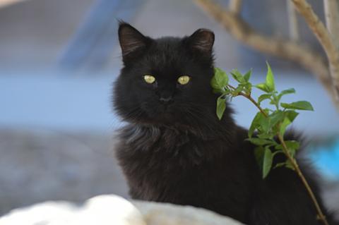 Black medium hair community (feral) cat with ear tip who is part of a managed TNR cat colony