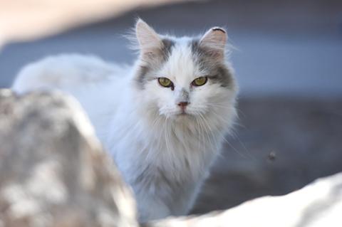 Gray and white community cat with a freshly tipped ear to indicate he is a feral cat who is part of a managed cat colony