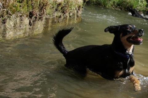 This black dog is cooling off in hot weather by frolicking in a stream.