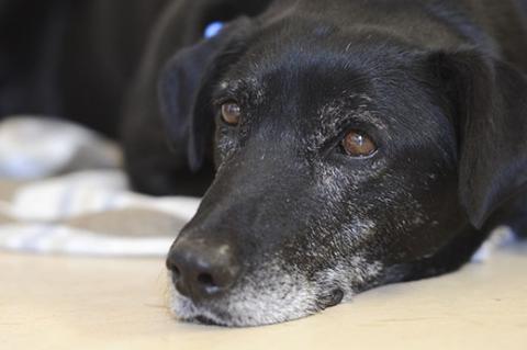 Senior dog who takes pills for a heart condition