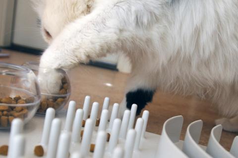 Cat scooping treats out of a glass bowl 'food puzzle'