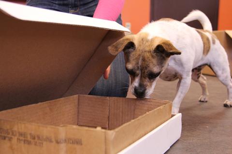 Small tan and white dog doing nose work to find a treat in a cardboard box