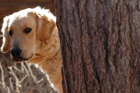 A shy dog is hiding behind a tree