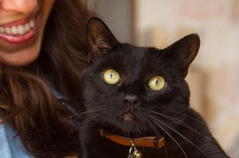 Black cat and her person. This kitty is very scared of noises, but his person is helping him overcome his fear.