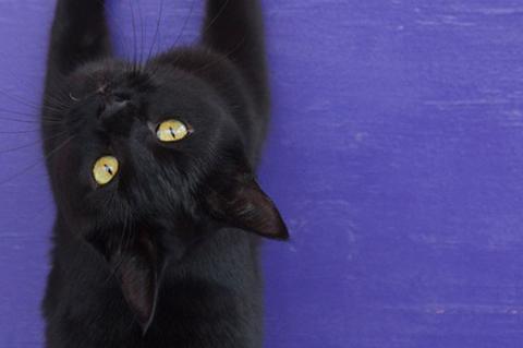 overhead view of a black cat who's looking up and lying on a purple backdrop