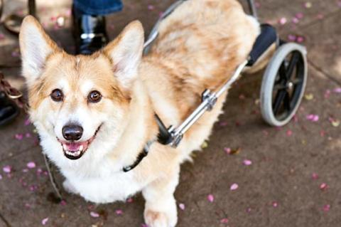 smiling corgi using a dog wheelchair