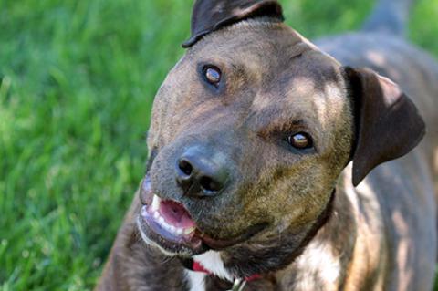 Pitbull mix dog. Pet-liability insurance is important for all dog owners, regardless of the breed of dog they have.