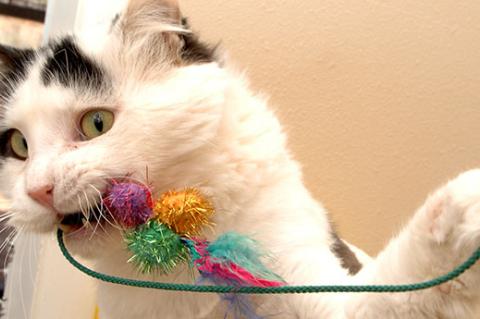 White cat with black spots playing with a toy with colorful balls, one of many cat enrichment ideas.