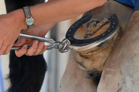person engaging in horse hoof care, working on a horse's hoof and horseshoe