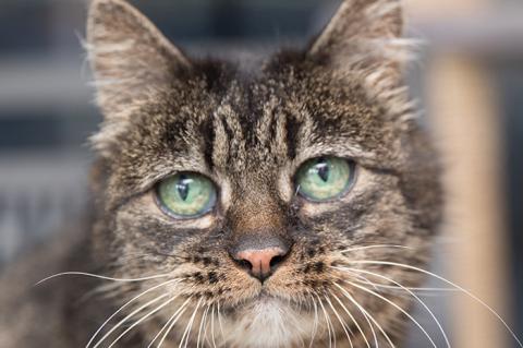 Older brown tabby cat's face