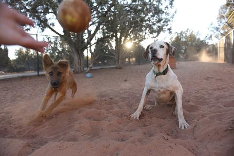 A ball being thrown to two waiting dogs