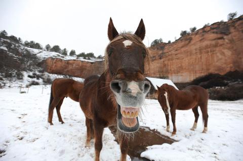 horse looking straight at the camera with his mouth open and teeth showing, with other horses behind him in the snow