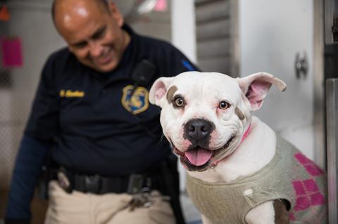 Smiling pit bull wearing a sweater with an animal control officer smiling behind him